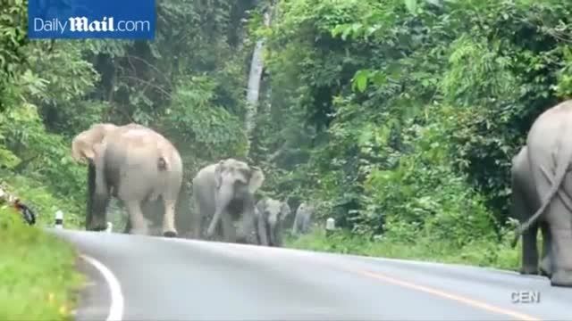 حمله فیل های عصبانی به موتورسوار