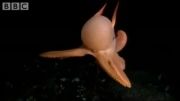 موجودات عجیب زیر دریا