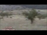 حمله چیتا به شترمرغ