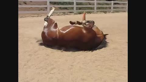 این اسبه تو دلش باد پیچیده