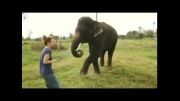 یک فیل با گلکسی نوت کار می کند