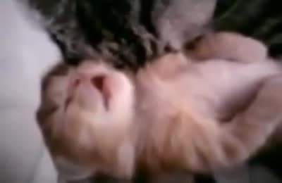 بغل گرفتن بچه گربه توسط مادرش