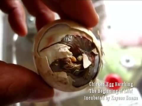 جوجه کشی - فیلم برداری از جوجه داخل تخم