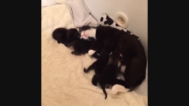 شیر خوردن بچه گربه ها از پستان مامان