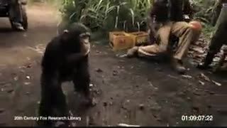 حمله ی میمون باتفنگ به انسان ها (youtube)