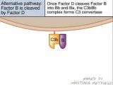 Complement Alternative Pathway animation