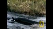 Bottlenose Hunt on Sandy Shore