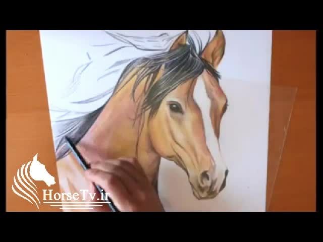 نقاشی کردن یک اسب زیبا