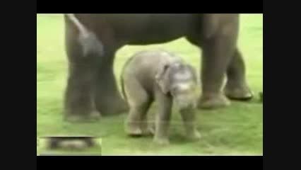 مشکل بچه فیل با خرطومش!!!