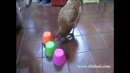 تشخیص مرغ در پیدا کردن ظرف حاوی غذا