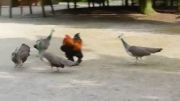 نبرد خروس با 8 طاووس