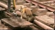 کمک میمون امدادگر به دوستش برای بازگشت به زندگی !