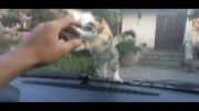 واکنش گربه به شیشه ماشین !