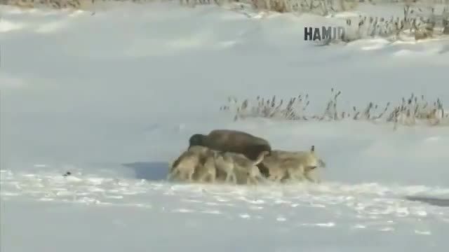 شکار بوفالو توسط گرگها به کمک بوفالوی دیگه !!!