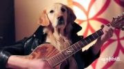 سگ گیتار زن