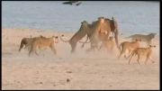 حمله 14 شیر جوان به یک فیل