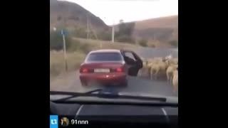 دزدیدن گوسفند در عرض 2 ثانیه