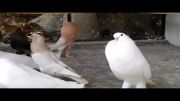 کبوترهای بادکنکی  ویدیوهای سعیدs    کفتر