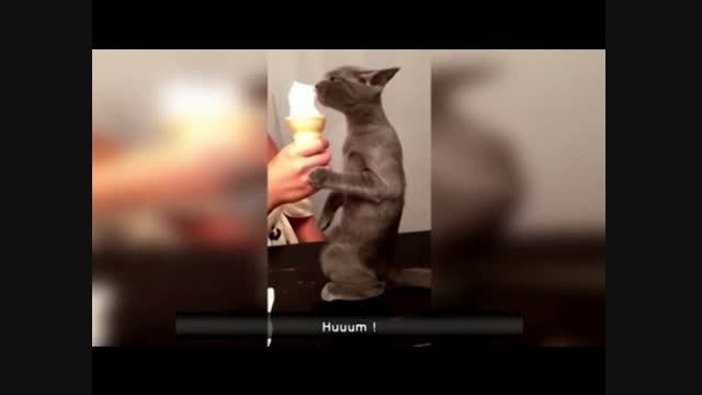 بستنی خوردن گربه