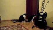 دو گربه که با آهنگی ملایم حس گرفته اند!