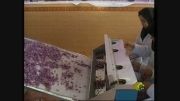 اولین دستگاه فرآوری اتوماتیک زعفران دنیا در نیشابور