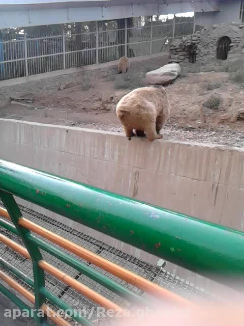 اسحال خرس در پارک ارم