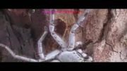 جالوت پرنده خوار بزرگترین عنکبوت جهان