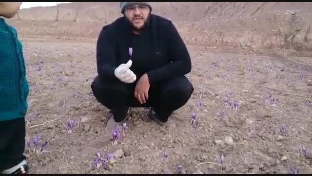زراعة زعفران فی منطقة قائنات بکلام محمد جواد تقوی
