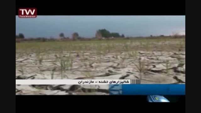 خشکسالی شالیزارها در میاندرود