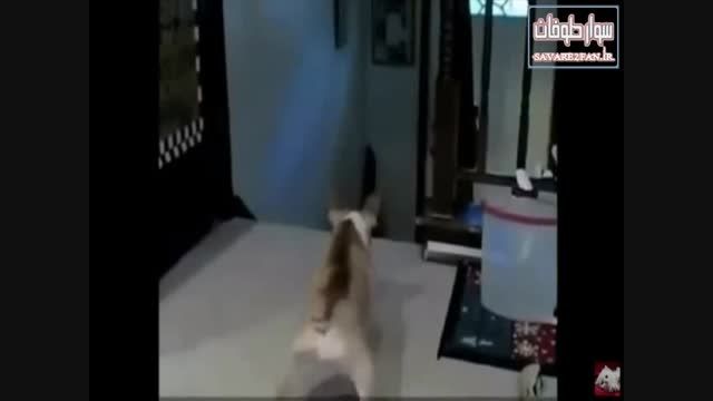 سگی که به حد مرگ از گربه می ترسد!