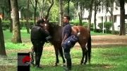 رمیدن اسبهای پلیس مکزیک...