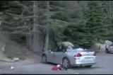 حمله خرس شکمو به اتومبیل میتسوبیشی!!