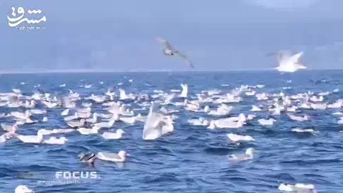 نهنگ قاتل مرغ هوا را شکار کرد
