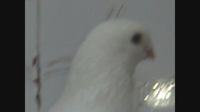 کبوترای سفیدم