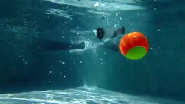 اسلوموشن زیبای سگ در آب - فیلم برداری با 1000fps