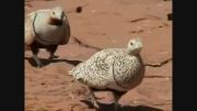کوکر های زیبا sand grouse