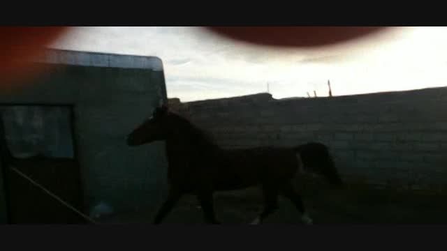اسب سالار 2 از جواد شاکری