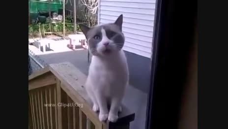 صدای عجیب گربه