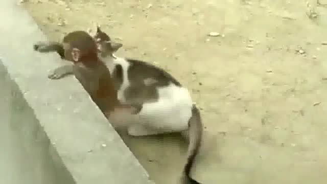 بازی خنده دار گربه و میمون