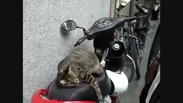 گربه ی تنبل :|