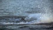 شکار شیر دریایی توسط کوسه