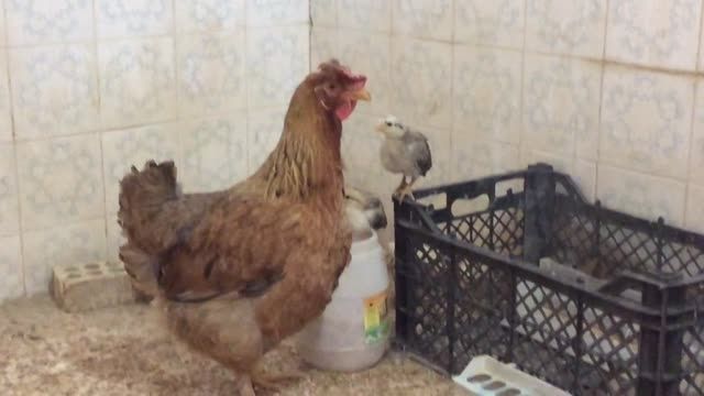 مرغ مادر و جوجه ها ۲