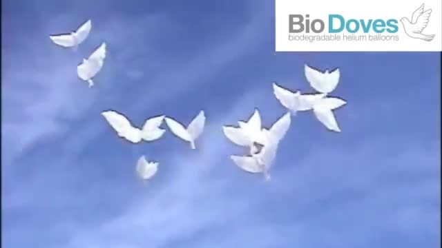 هوا کردن بادکنک های کبوتر شکل در آخر مراسم عروسی