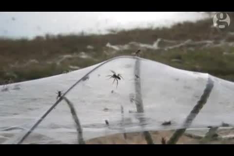 باران عنکبوتی در استرالیا
