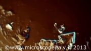 تشکیل بلور نمک در زیر میکروسکوپ