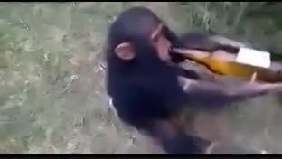 میمون نوشابه دوست داره (ته خنده)