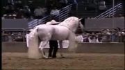 چقدر خوشكله این اسبه؟!!!!!!