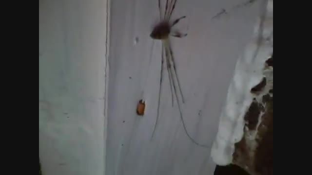عنکبوت غول پیکر اروپایی روی دیوار (ترسناک)