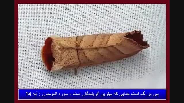 الله اکبر - حشراتی به شکل برگ و چوب