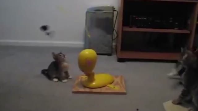 بازی گربه ها